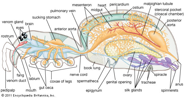 A schematic diagram of the <a rel="noreferrer noopener" href="https://www.britannica.com/animal/arachnid/External-features">internal organization of a spider</a>.