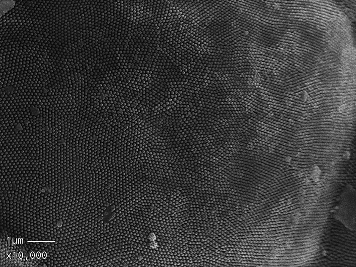 100nm hairs on a single cell of a compound eye on a moth.