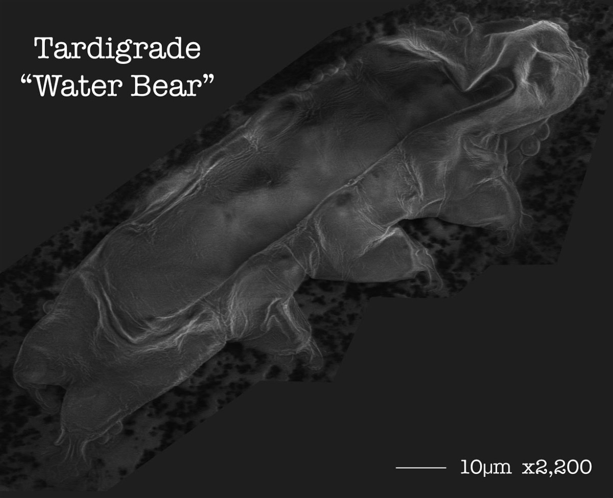 A 13 megapixel water bear. Click the image and zoom in!