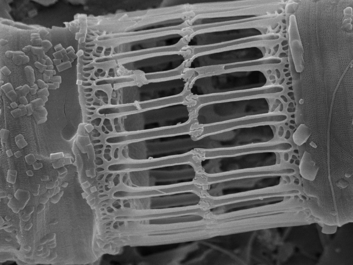 A diatom at ~7500x. Zoom in for full effect. The ridges on those "bones" are about 50nm thick. The finer "wrinkles" on the left and right are 5 to 10nm thick.