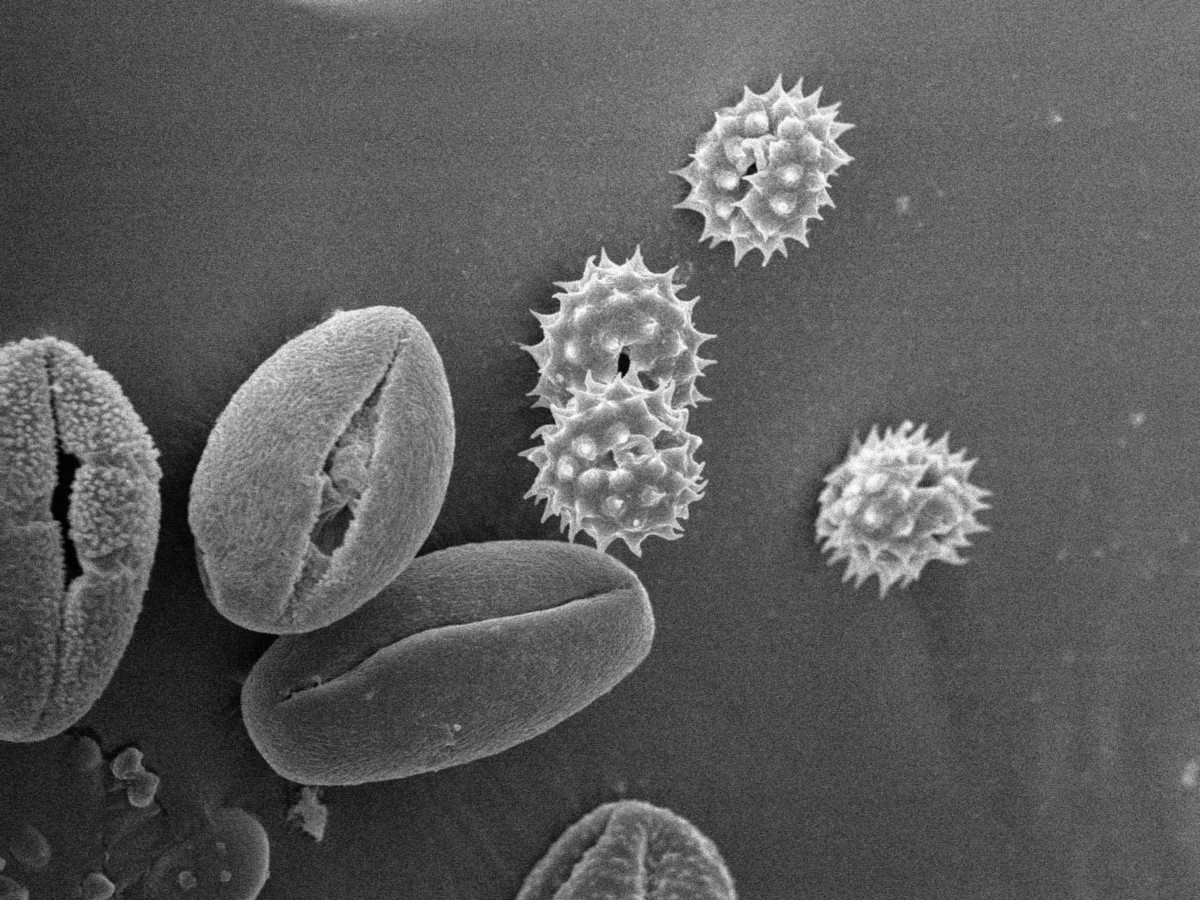 Various pollens, 950x