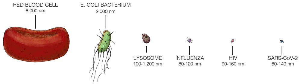 Virus sizes compared to a red blood cell, from <a href="https://scienceexchange.caltech.edu/topics/covid-19-coronavirus-sars-cov-2/what-is-a-virus">Caltech</a>